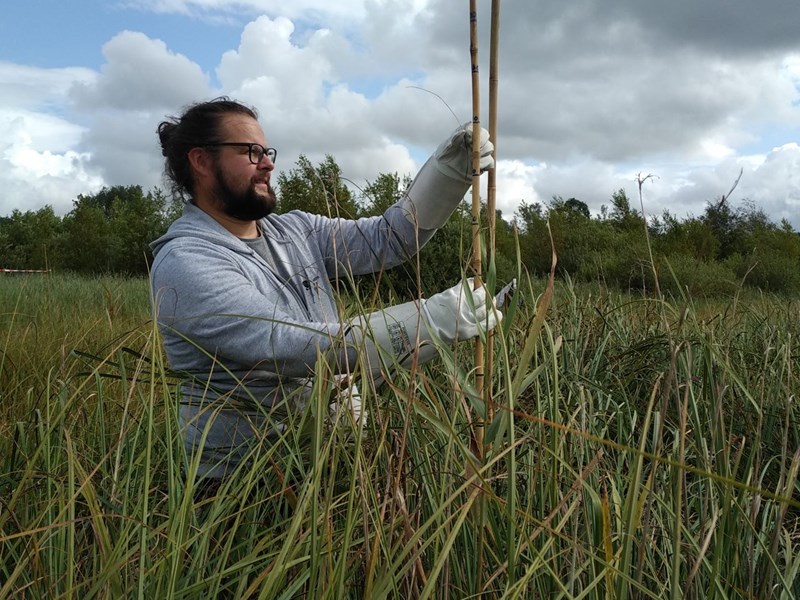 Suivi des cladiaies sur les sites du programme Life Anthropofens © A.  Janczak