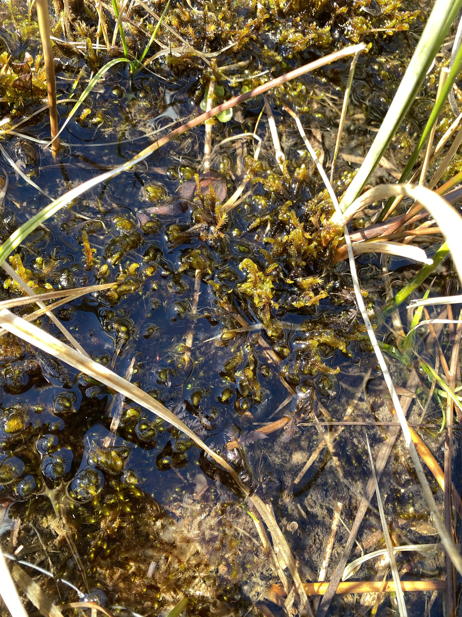 Réimplantation de mousses brunes