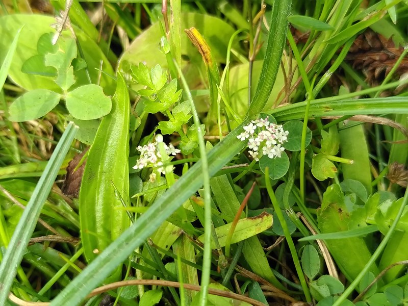 Ache rampante - Helosciadium repens