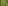 Fougère à crête (Dryopteris cristata)