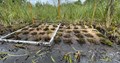 Réintroduction de mousses brunes dans les tourbières des marais de la souche © R. Coulombel