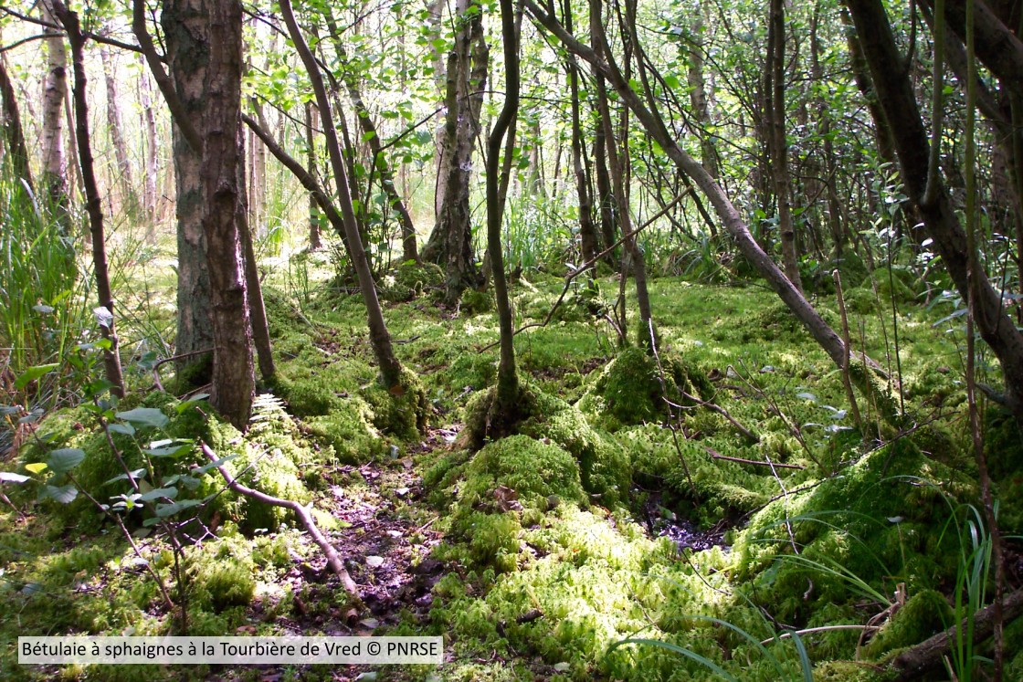 20050613 Betulaiesphaignes Vred PNRSE