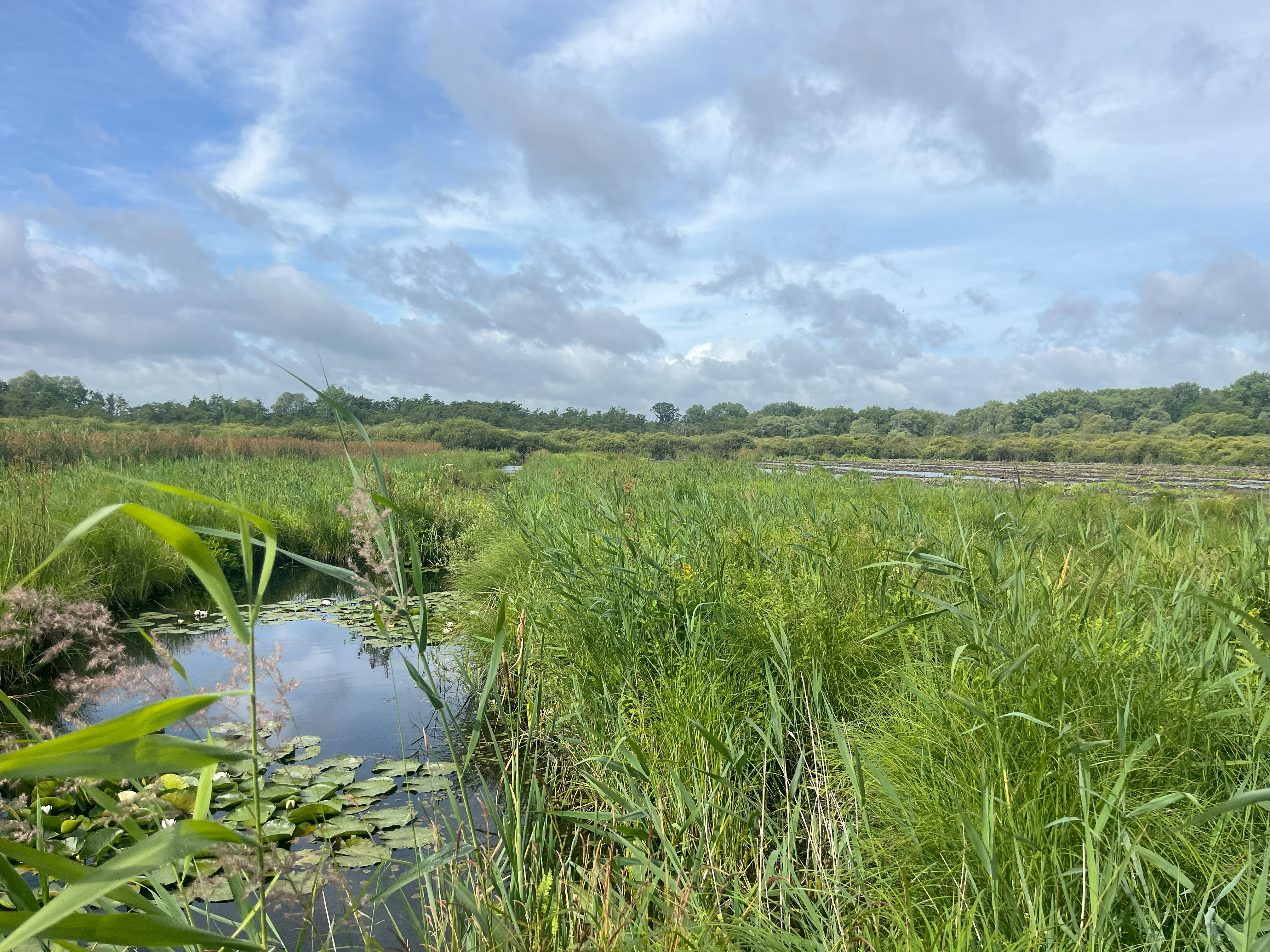 RNN de la Tourbière de Marchiennes (Nord) : suivis d’habitats végétaux dans les secteurs restaurés
