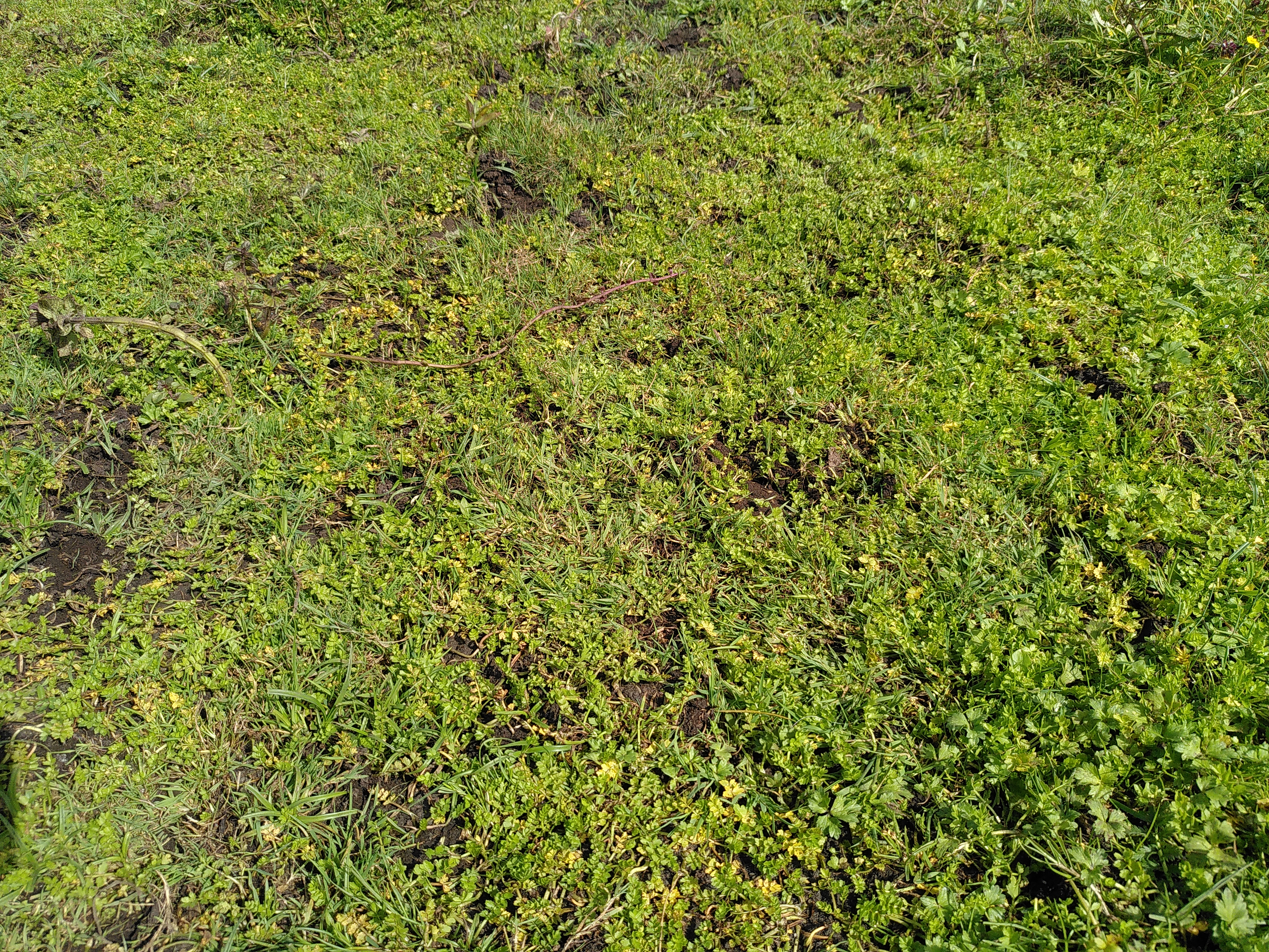 Certaines stations de l’Ache rampante sont bien visibles puisqu’elles forment des tapis assez denses / © Adrien BERQUER