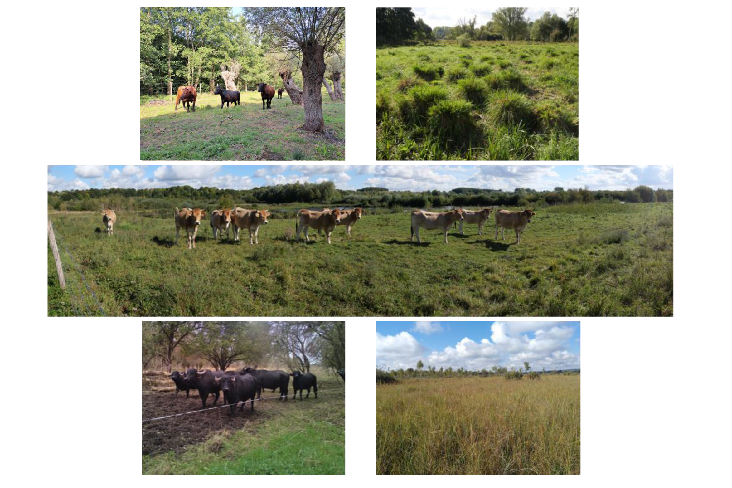 Rapport d'évaluation initiale des impacts du pâturage en tourbière